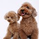 Dogs: Toy Poodle