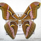 Ailanthus silk moth