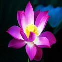 Lotus logo