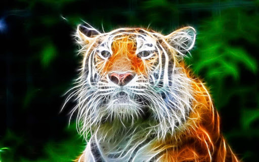 Tiger Wallpaper