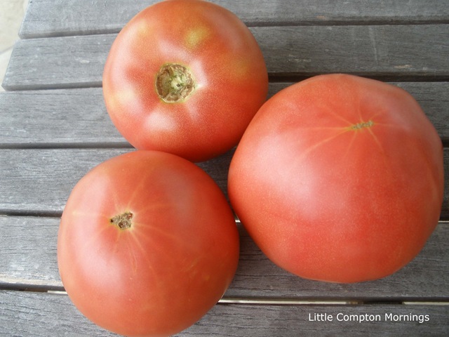 [Tomatoes bradley[3].jpg]