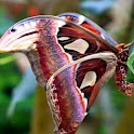 Pretty Butterflys Pics logo