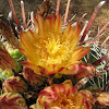 Fishhook Barrel Cactus