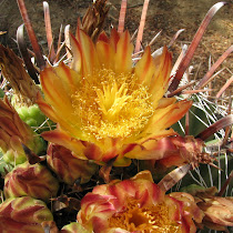 Flowering Cacti and Succulents of California