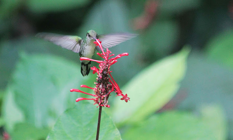 Gotta have nectar! An electric green-colored hummingbird in Jamaica.