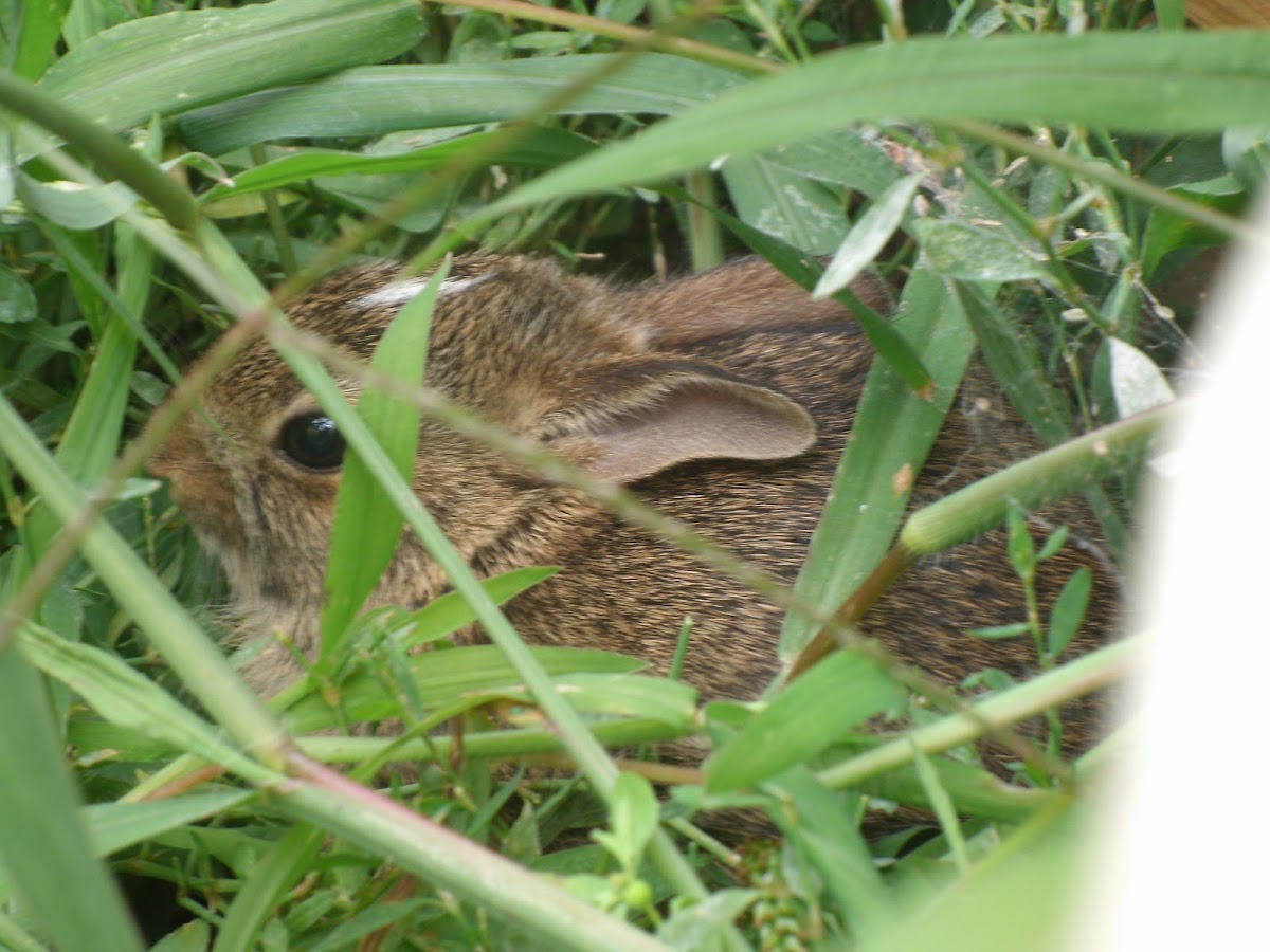  Eastern Cottontail 