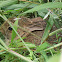  Eastern Cottontail 