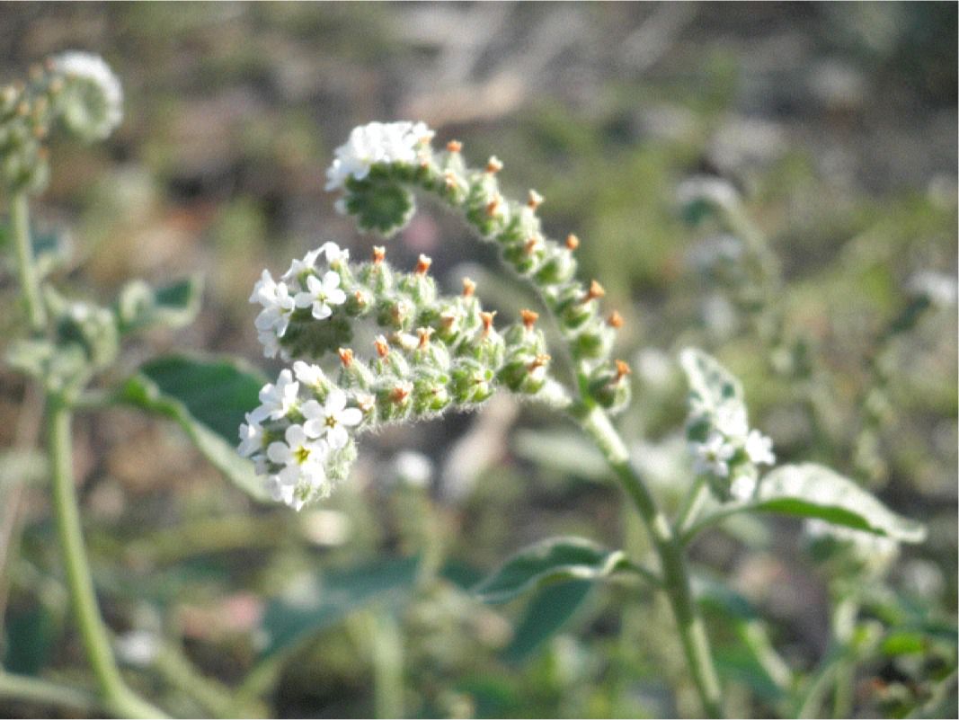 Heliotropium europaeum (Verruguera)