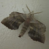 (Walnut?) Sphinx Moth