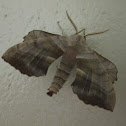 (Walnut?) Sphinx Moth
