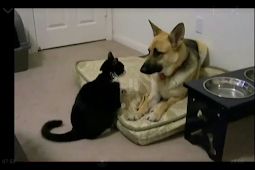 short funny animal video clips Fails guaxinim lmaoanimalpics