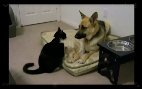 short funny animal video clips Fails guaxinim lmaoanimalpics