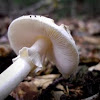 Citron Amanita