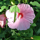 Pink Hardy Hibiscus