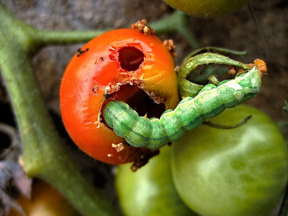 Cabbage Looper (Caterpillar)