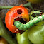 Cabbage Looper (Caterpillar)