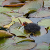 Eurasian Coot