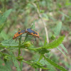 Cotton Stainer Bugs