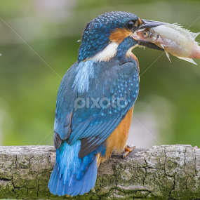 Look into my eyes... by Federico Lenzi - Animals Birds