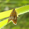 Tortix Moth