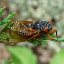 Periodic Cicada