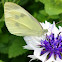 Cabbage white