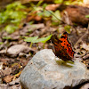 Eastern Comma 