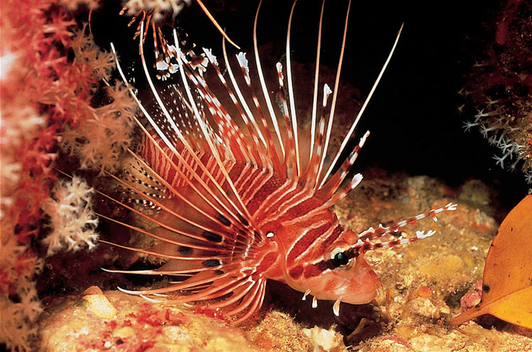 A lionfish is spotted while scuba diving in Thailand. They're gorgeous — but a menace to local sealife.