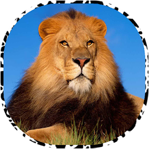Animal Sounds.apk 1.1.0