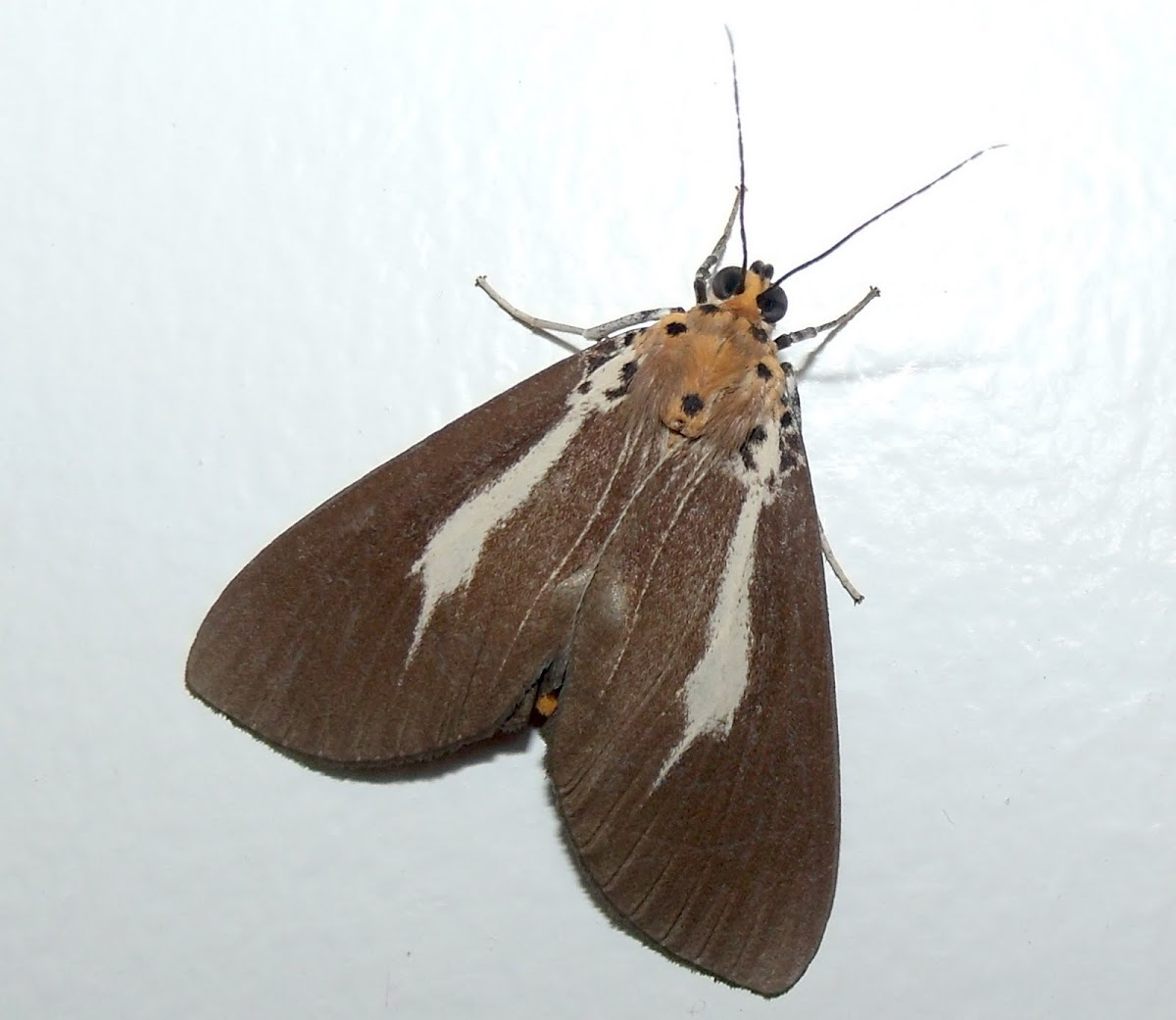 Snouted Tiger Moth