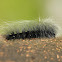 Woolly Bear moth Caterpillar