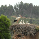 White stork