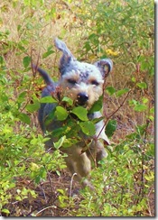 5 a free wild dog!