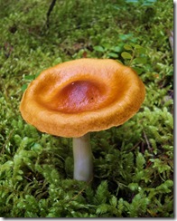 IMGP5897