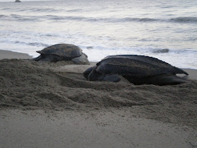 Turtles in Trinidad