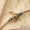 Keyhole wasp