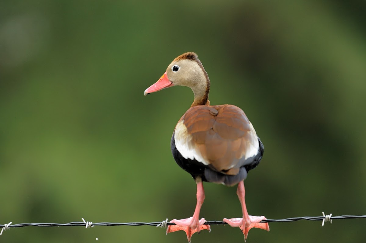 Black-bellied Whistling Duck