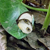 silky owl butterfly
