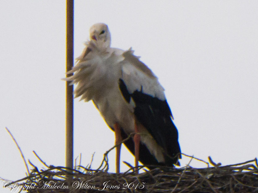 White Stork; Cigüeña Blanca