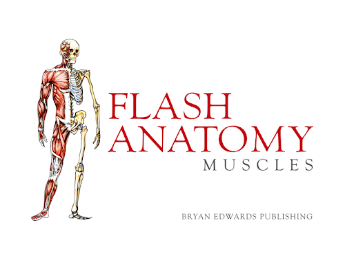 Android application Flash Anatomy Muscles screenshort