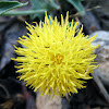 Mediterranean Star-Thistle