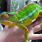 Panther chameleon