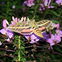 White-lined Sphinx moth