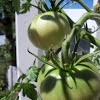 Purple Cherokee Heirloom Tomato