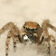 jumping spider with silver palpi