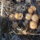 Ringless Honey Mushroom
