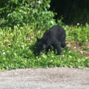 American Black Bear cub