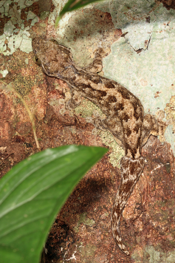 Turnip-tailed Gecko