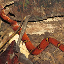 Brown kukri snake