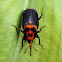 Asian Palm Weevil